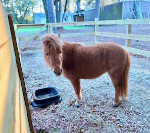 A small pony standing in a fenced area with a feeding bowl.