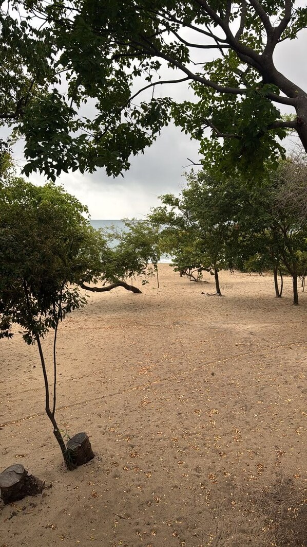 A sandy area with trees and a body of water in the background.