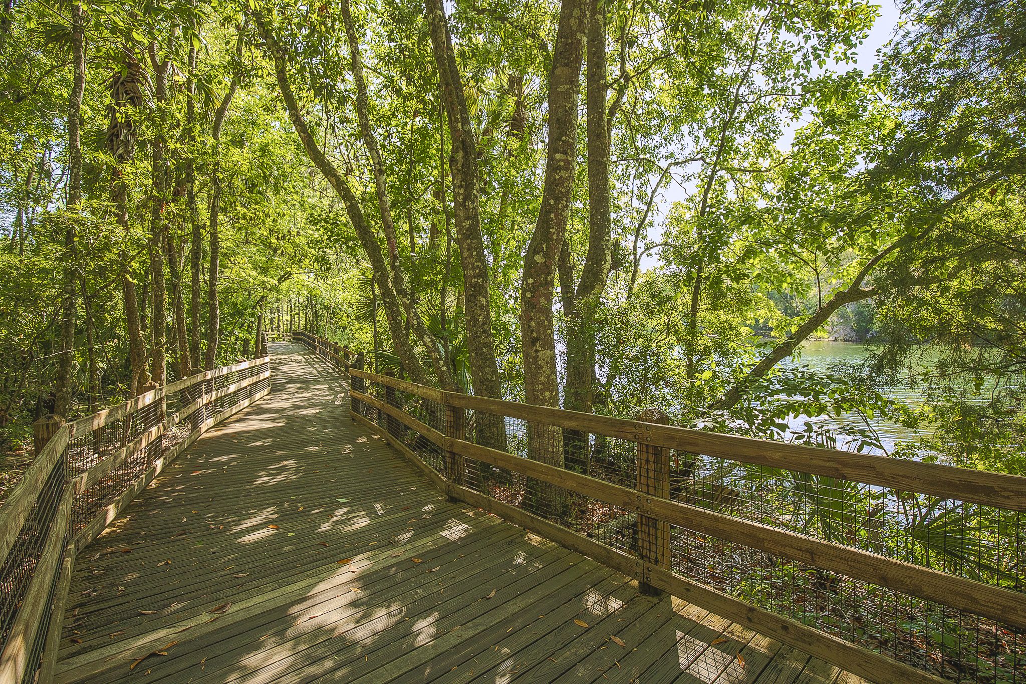 A wooden boardwalk with railings, surrounded by dense green foliage and trees.
