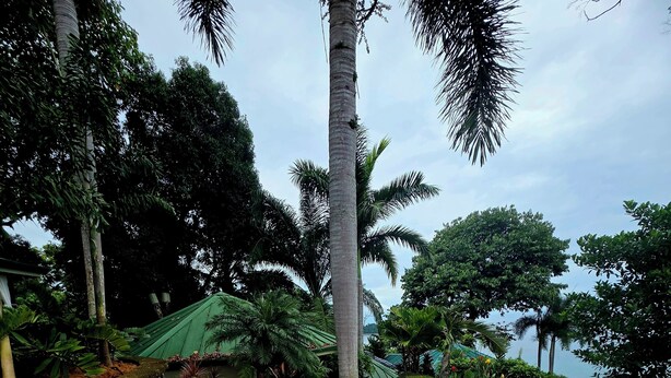 A paved pathway leading through a landscaped garden with various tropical plants and palm trees. - Vivara: Private House, PH & 5 Villas 180° Ocean View, Dominical CR-16 guest (Savegre de Aguirre, Puntarenas Province)