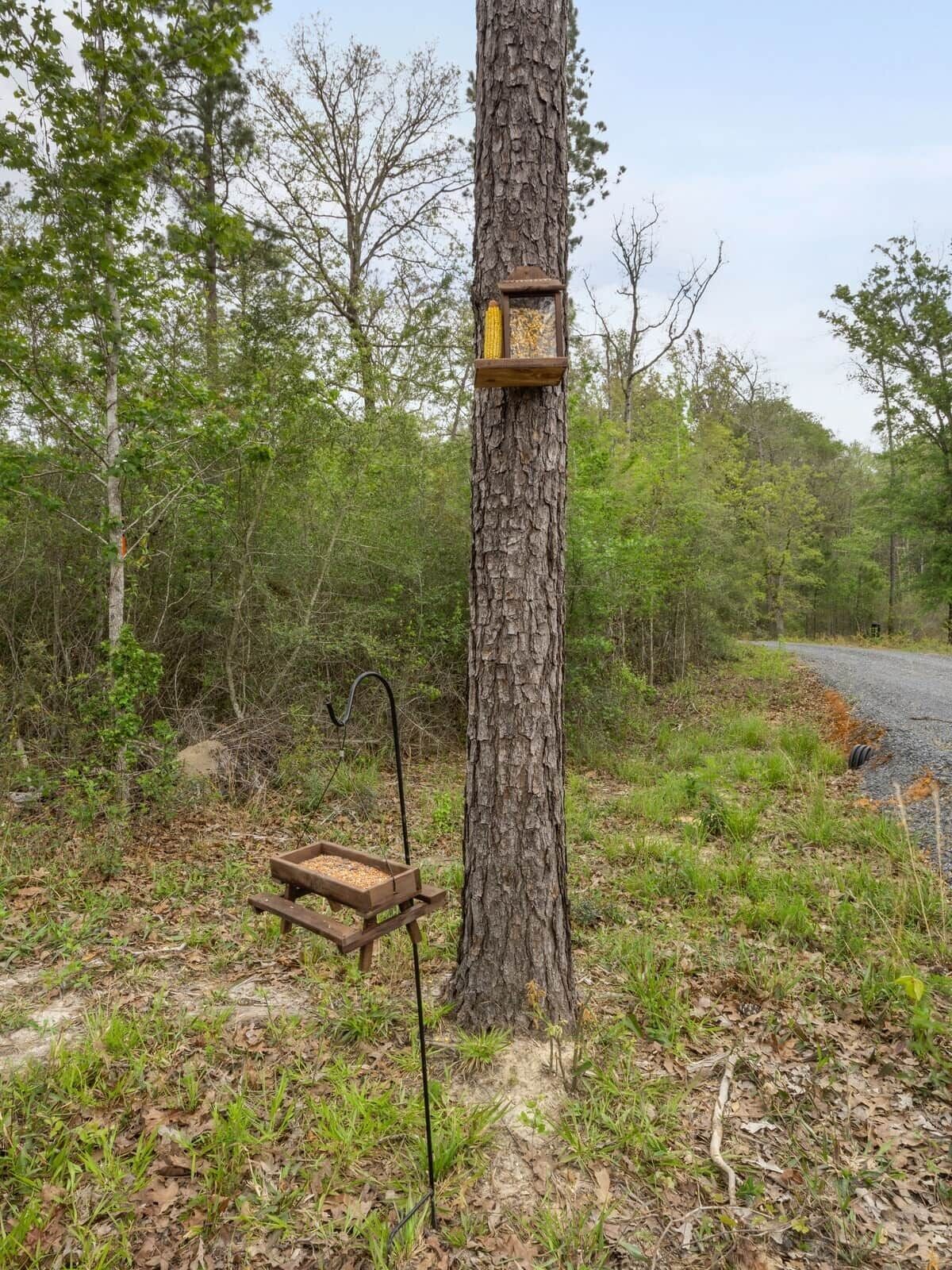 Un arbre avec une mangeoire à oiseaux et un distributeur de nourriture placé au sol.