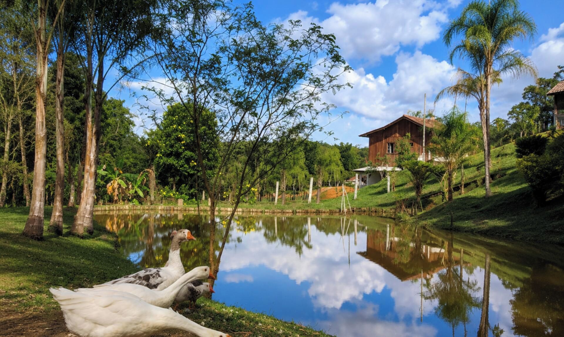Un entorno tranquilo junto al lago, con una casa de madera y abundante vegetación.
