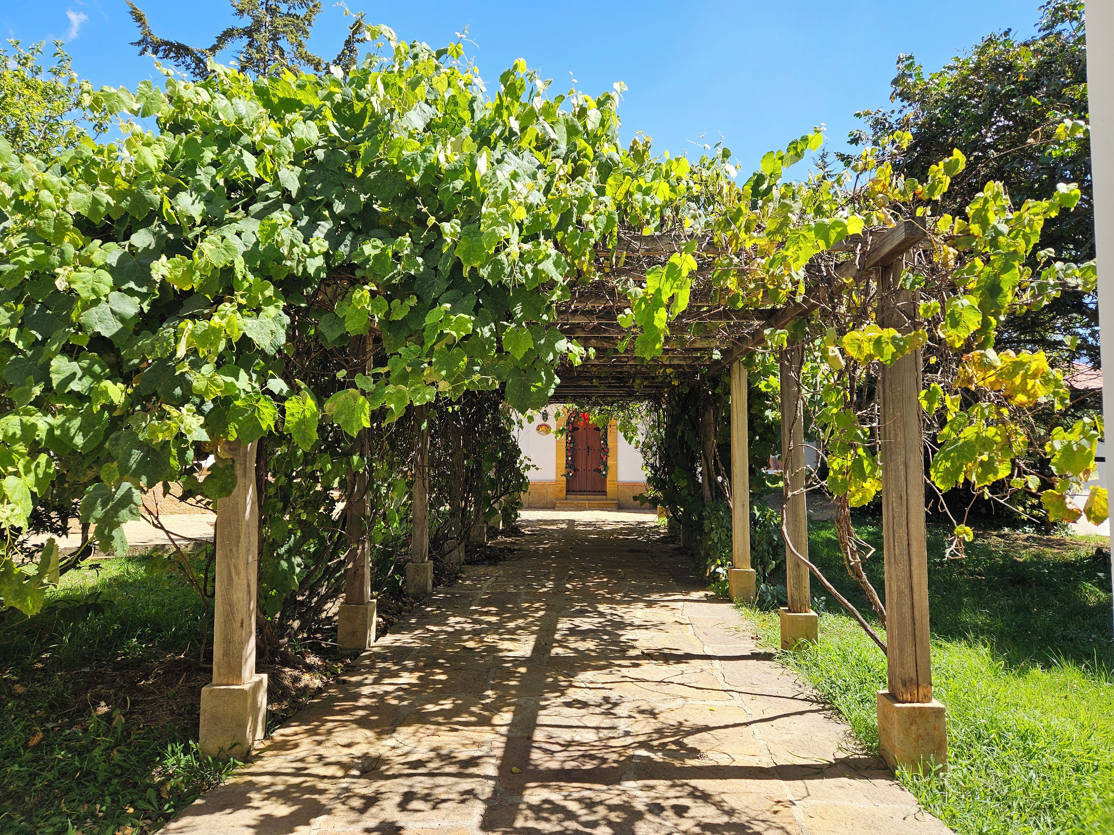 Un chemin de pierres qui traverse un vignoble, surmonté d’une tonnelle en bois.