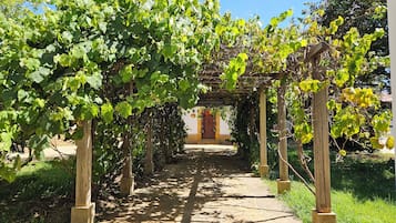 Un chemin de pierres qui traverse un vignoble, surmonté d’une tonnelle en bois.