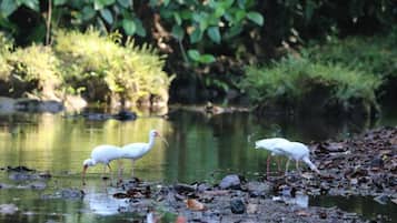 Two white birds standing by a body of water with vegetation in the background.