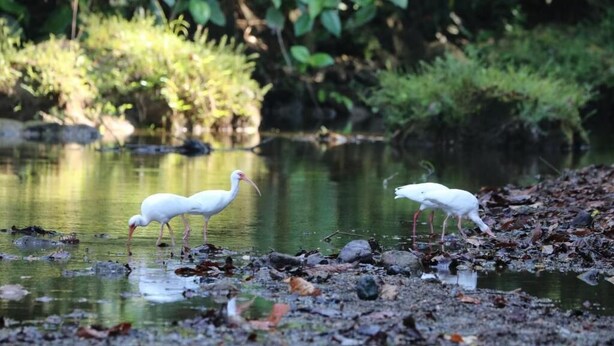 Two white birds standing by a body of water with vegetation in the background. - Río Agujitas Rainforest Eco Lodge - Habitación Doble con vistas al jardín (Río Agujitas Drake)