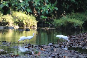 Deux oiseaux blancs se tiennent près d’une étendue d’eau, avec de la végétation en arrière-plan.