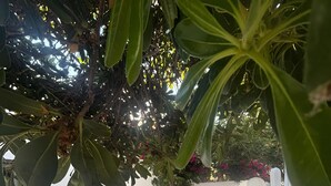A patio area with a seating arrangement, a cactus, and a tree providing shade. - Holiday Home 'Bluewaves Sunstone Terrace House' with Private Garden, Balcony and Wi-Fi (Antiparos)