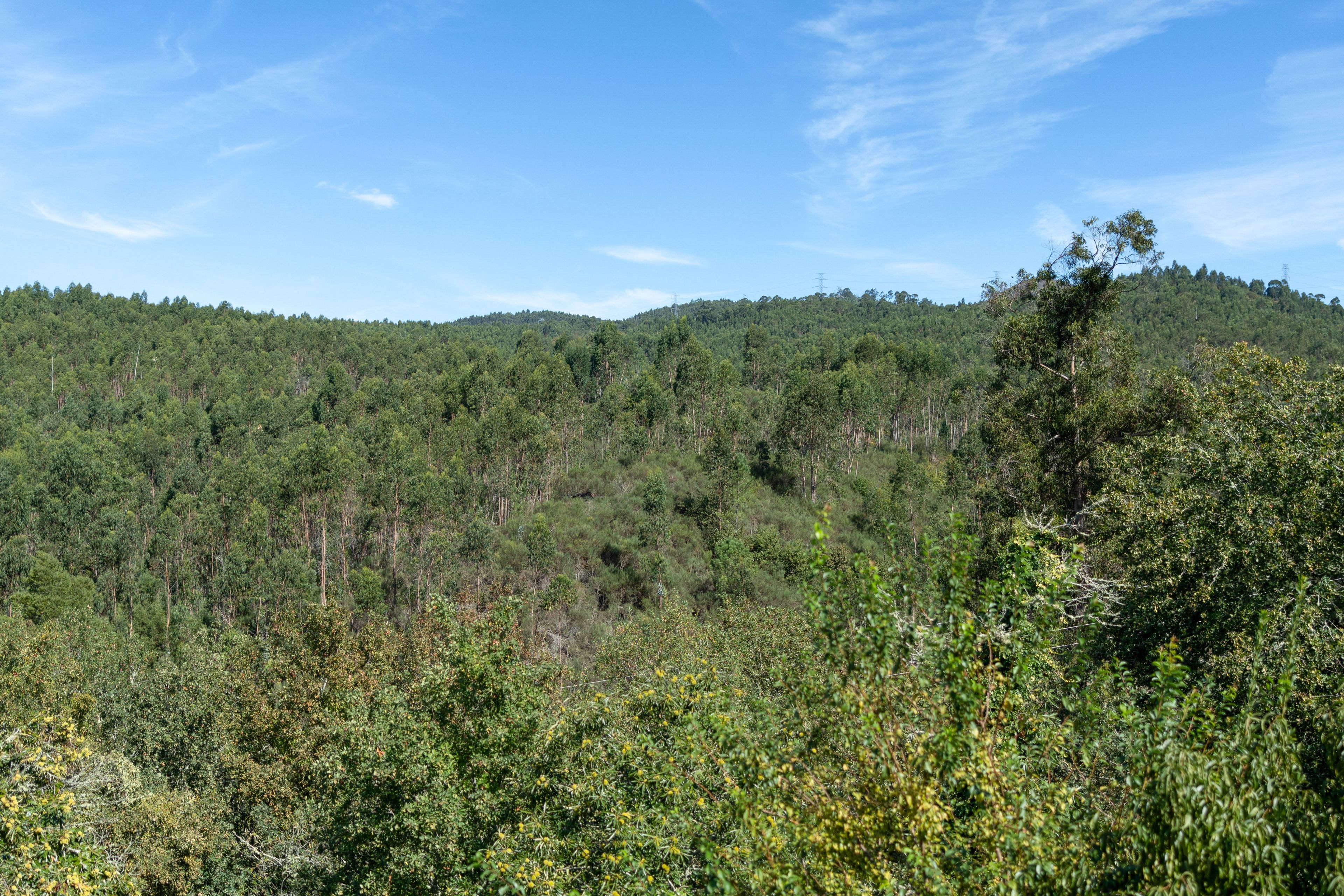 A dense forest with a variety of trees and underbrush.