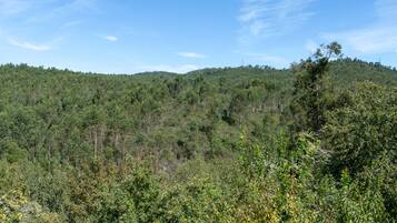 A dense forest with a variety of trees and underbrush.