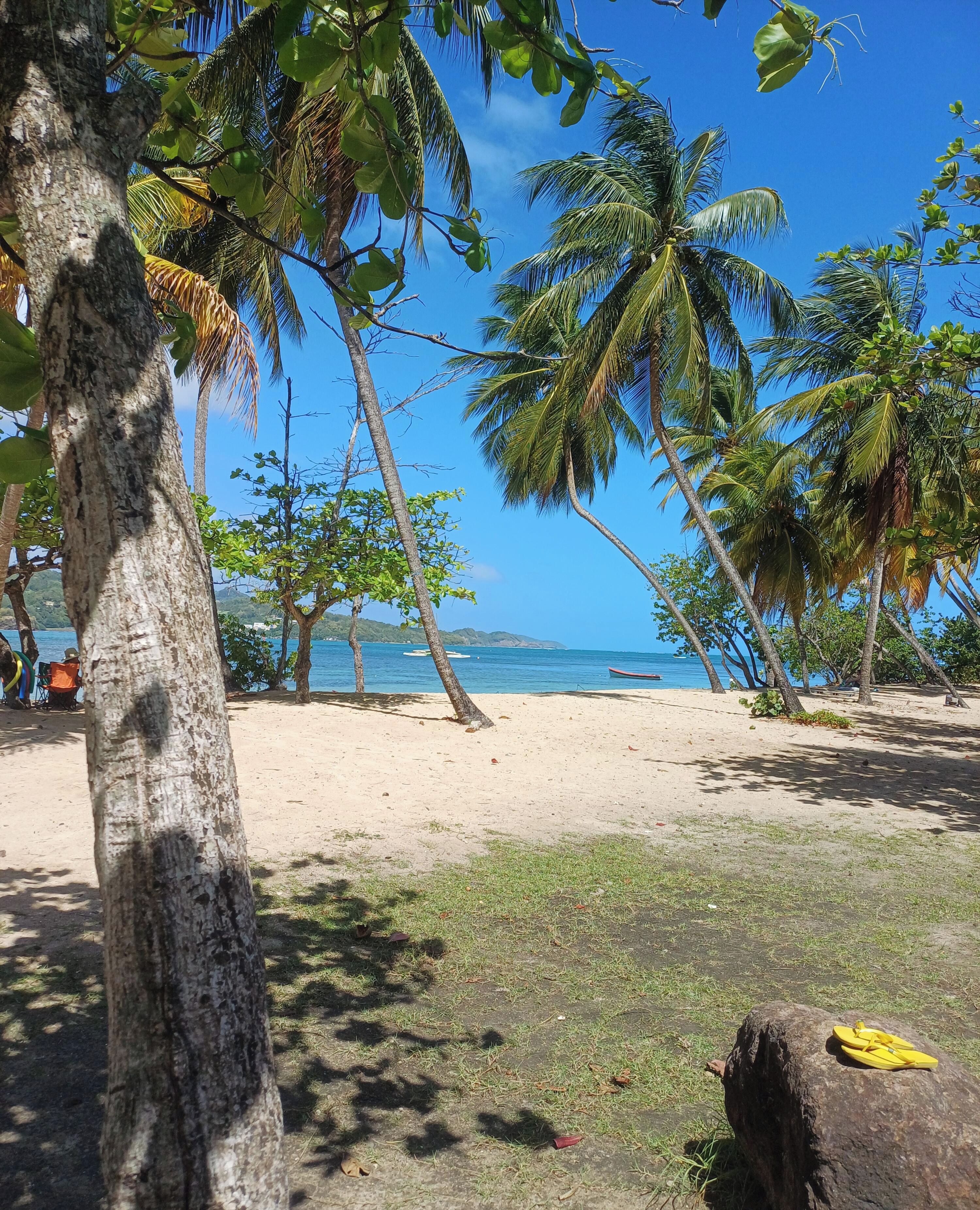 A beach with palm trees and a clear view of the ocean.