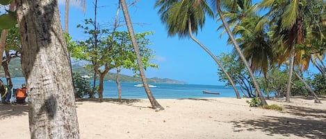 A beach with palm trees and a clear view of the ocean.