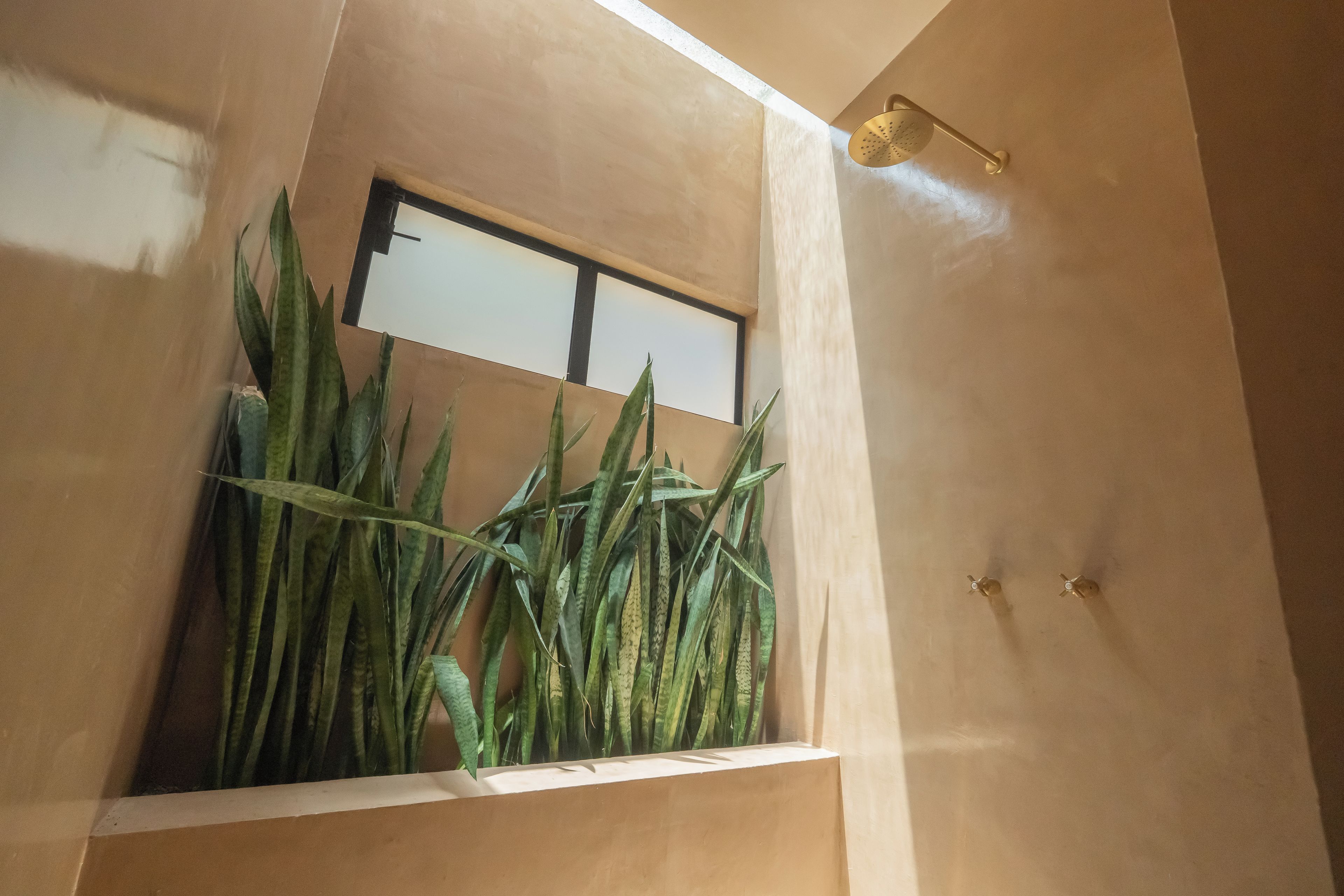 Un baño con ducha, ventana y una planta.