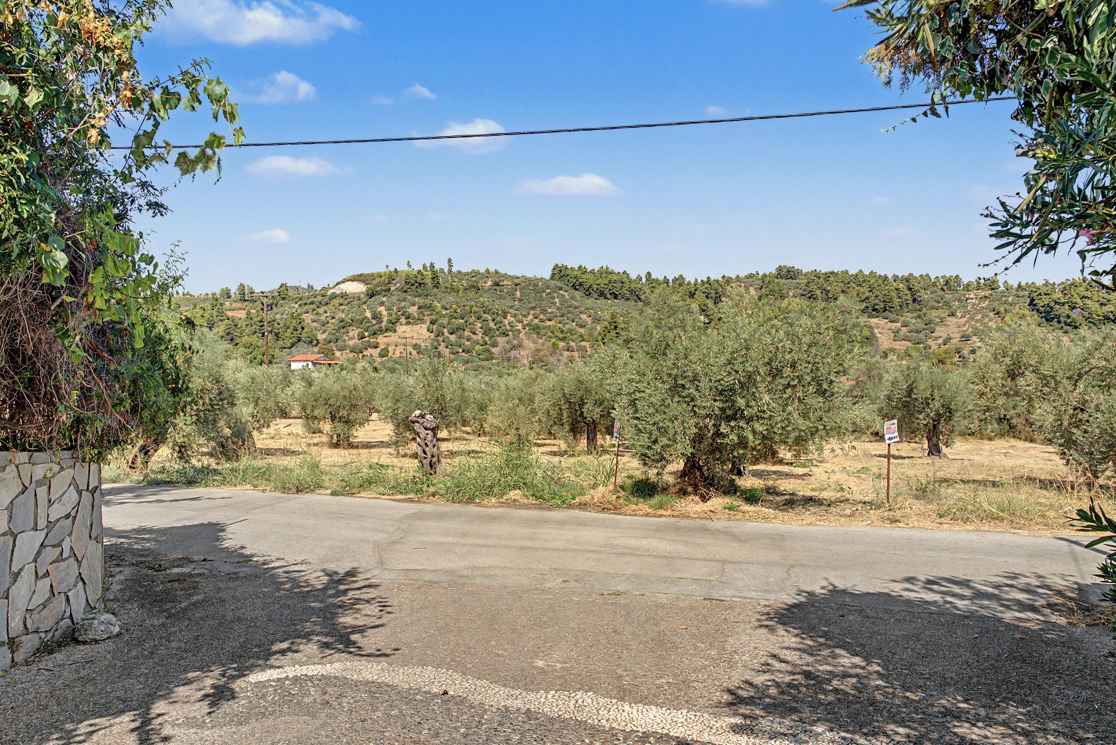 Uma estrada rural serpenteia até um morro com vegetação rasteira e algumas árvores isoladas.