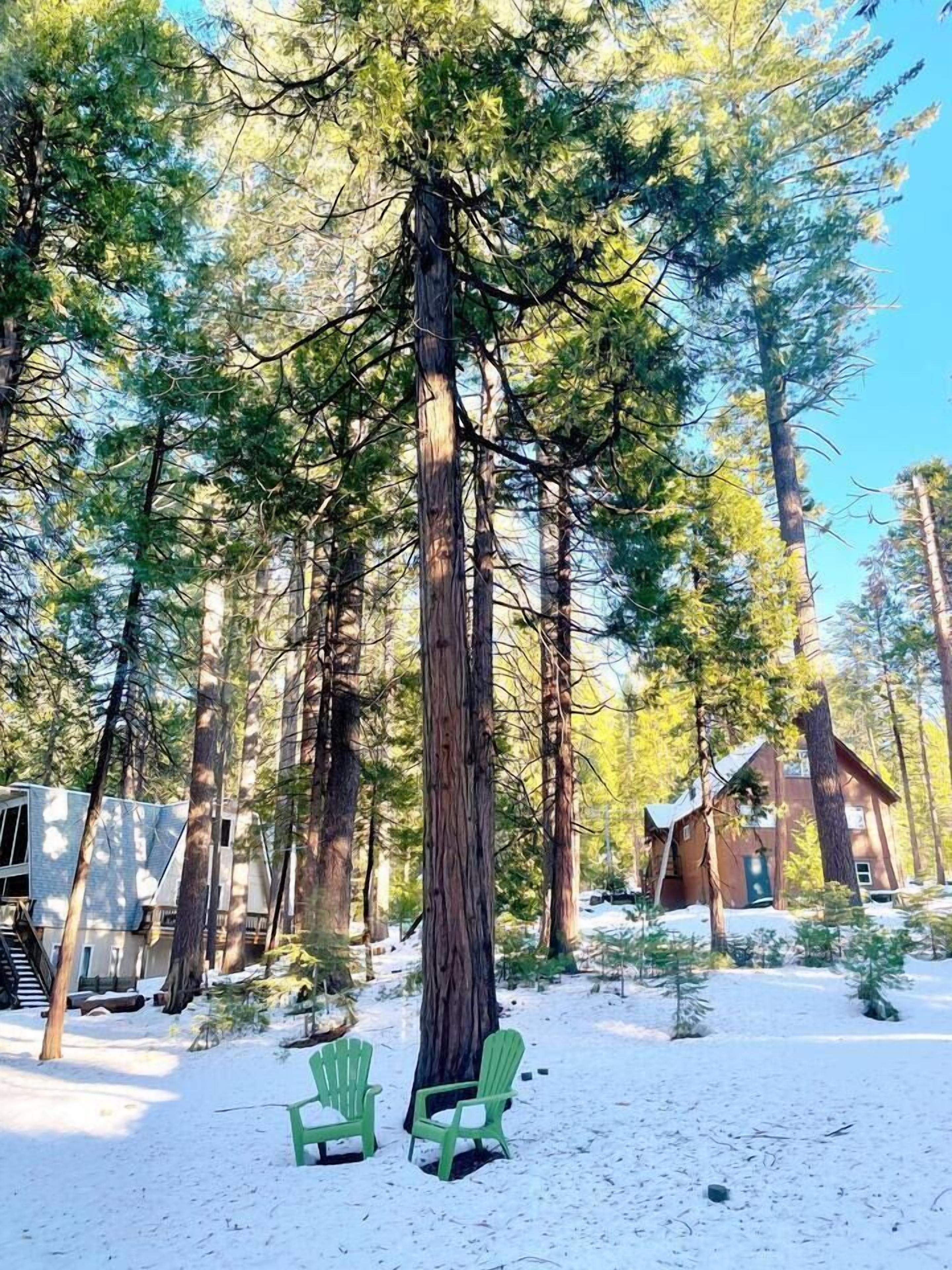 A cabin surrounded by tall trees in a snowy forest.