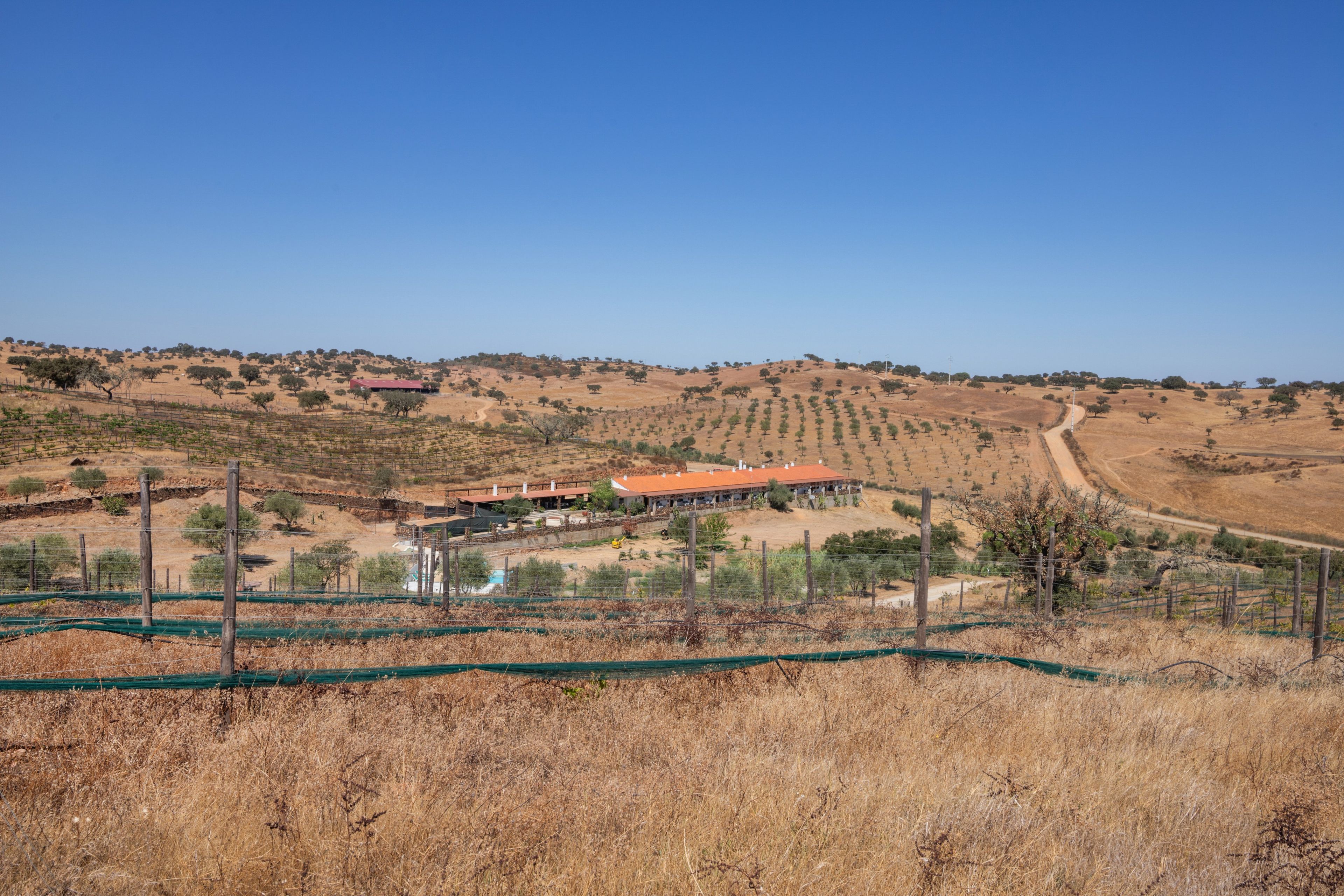 Ein Weinberg mit Reihen von Weinreben, ein Gebäude mit rotem Dach und einem strahlend blauen Himmel.