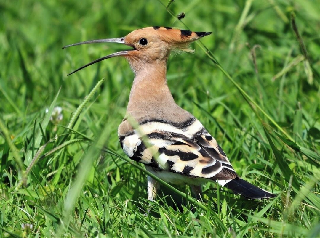 A bird with a long beak and distinctive black and white plumage standing on grass.