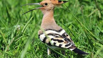 A bird with a long beak and distinctive black and white plumage standing on grass.