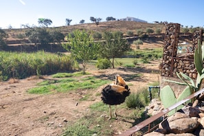 An ostrich in a naturalistic enclosure with sparse vegetation, a rocky structure, and a hilly landscape in the background.
