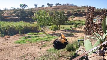Un avestruz en un recinto natural con vegetación escasa, una estructura rocosa y un paisaje montañoso al fondo.