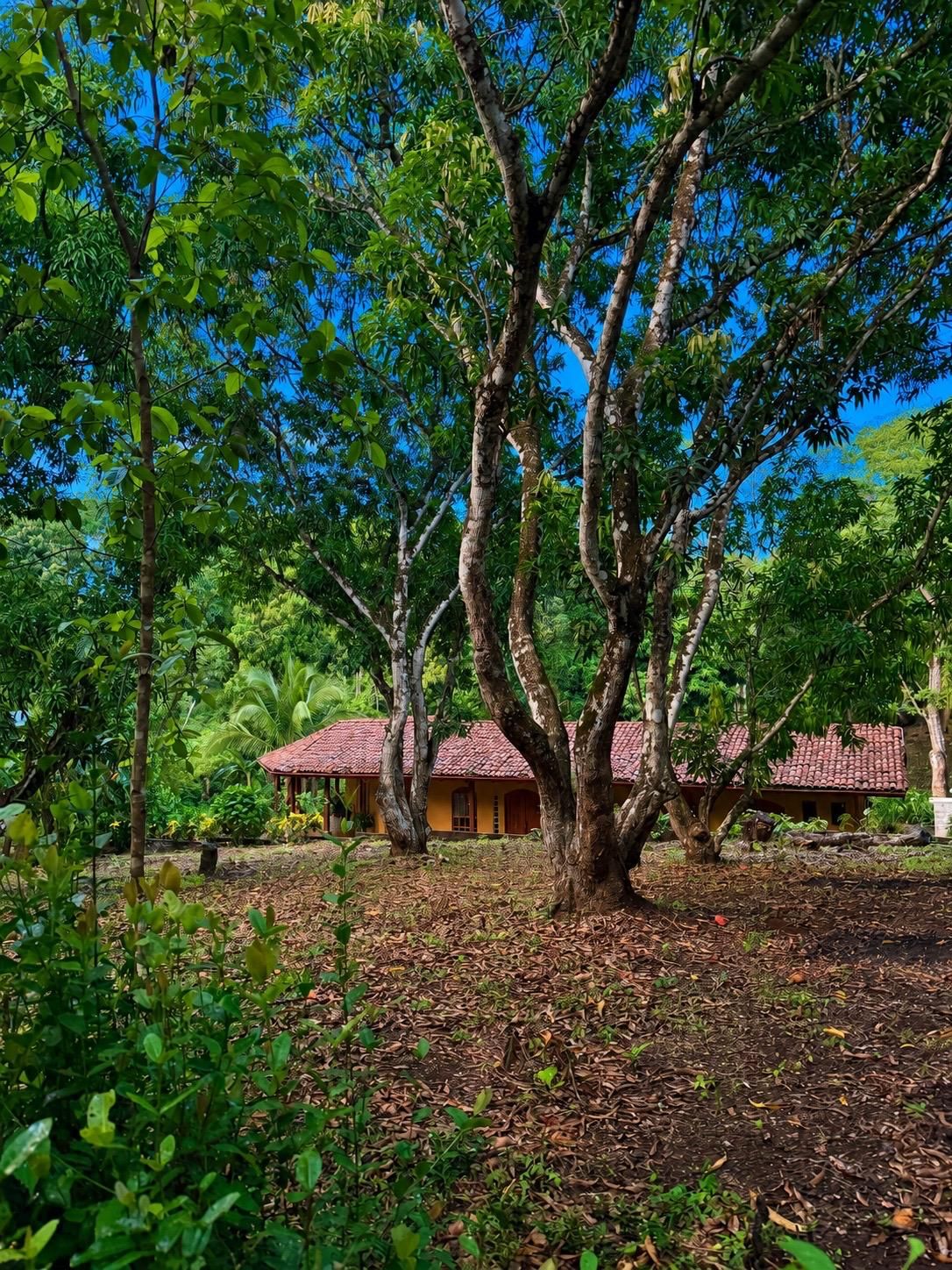 A tree-lined area with a building featuring a red-tiled roof.