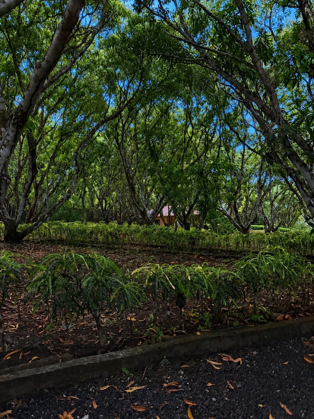 Un sendero rodeado de exuberante vegetación y árboles.