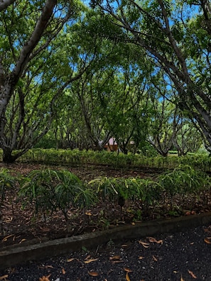 A pathway surrounded by lush greenery and trees. - Ocho Villas (Coyolar)