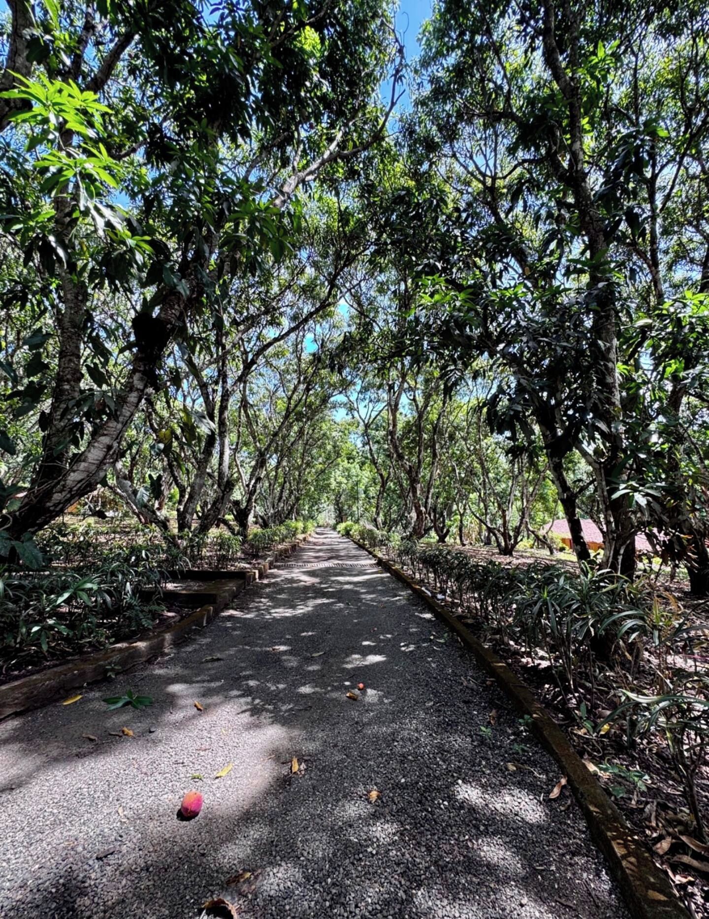 A pathway flanked by trees and greenery, leading to a structure in the distance.