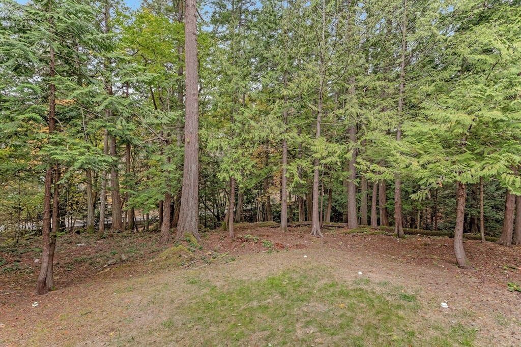 A dense forest with tall trees and a ground covered in grass and fallen leaves.