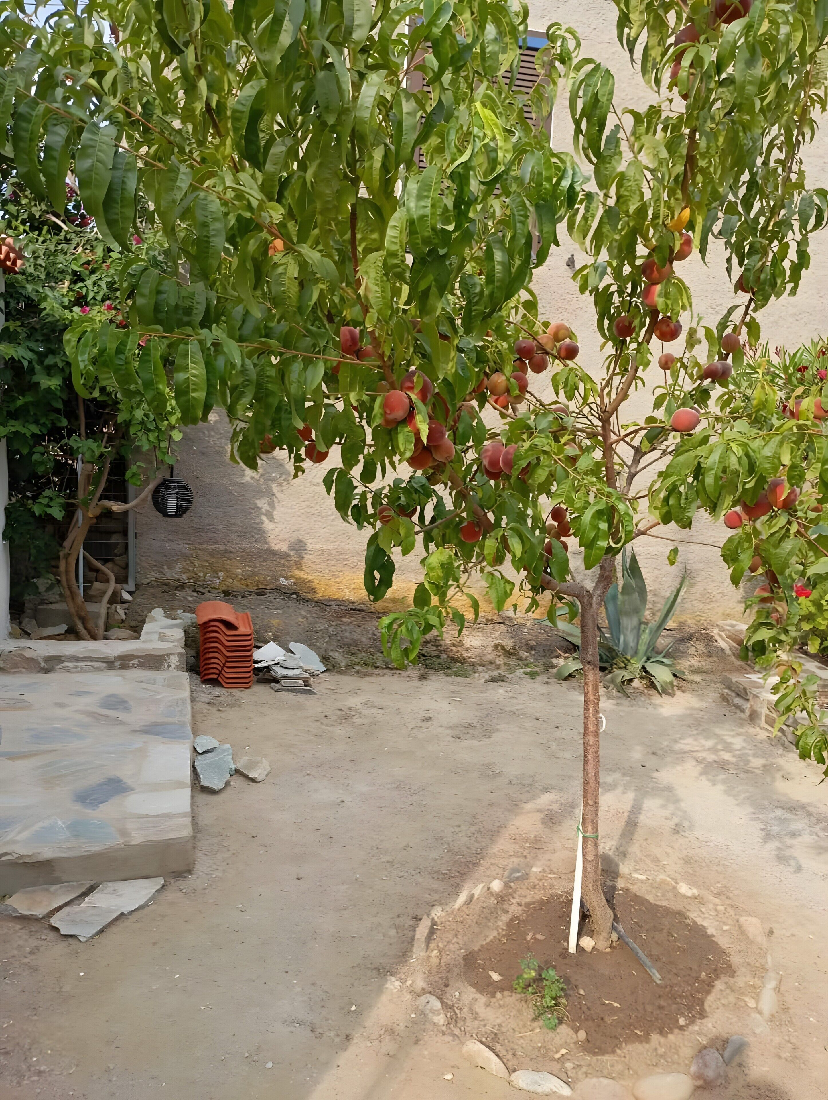 Un árbol con frutos, un banco de piedra y una pared al fondo.