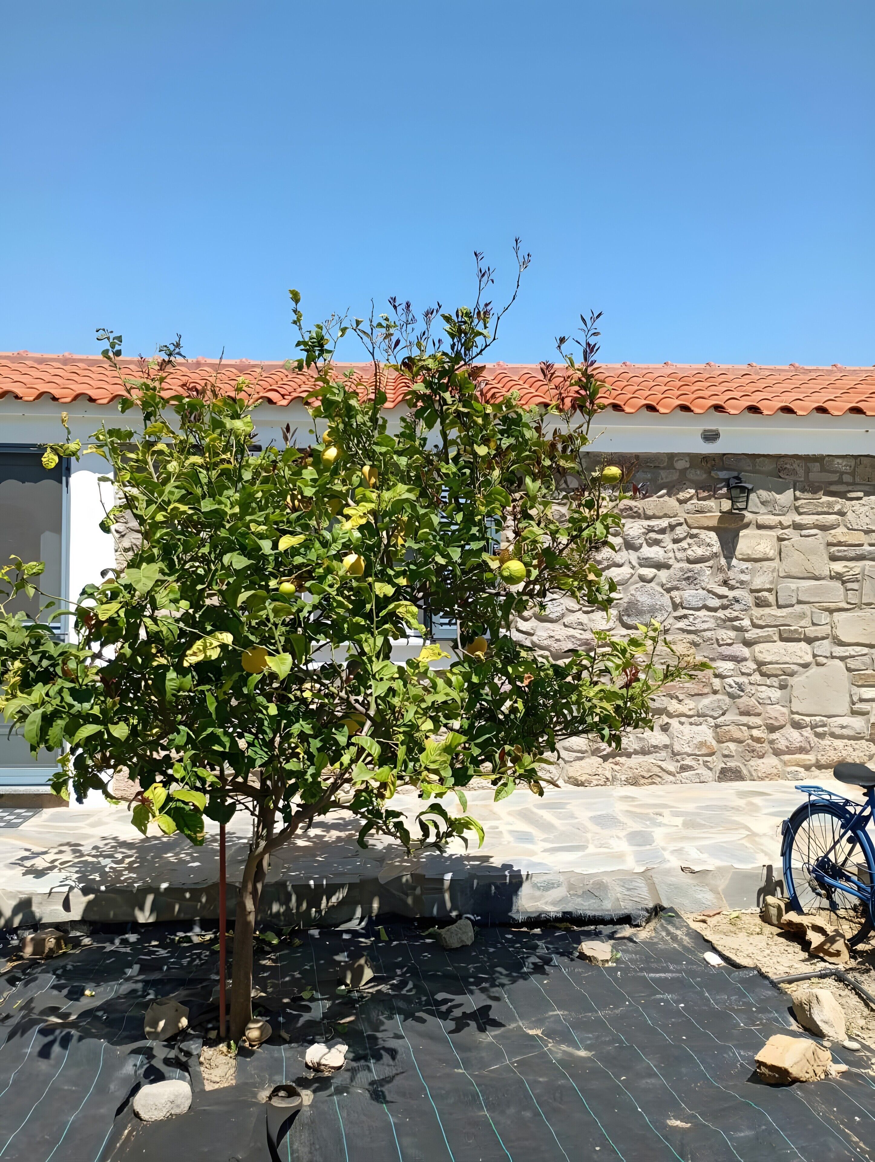 A tree with yellow fruits in front of a building with a red-tiled roof and stone walls.
