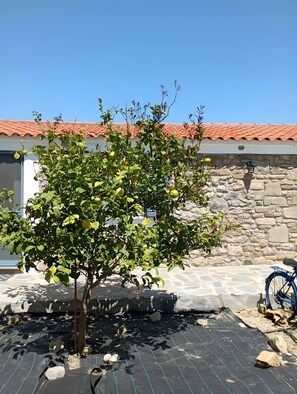 A tree with yellow fruits in front of a building with a red-tiled roof and stone walls. - Holiday Home 'Lilly Of Lemnos' with Shared Terrace, Private Garden and Air Conditioning (Ρουσσοπούλι)