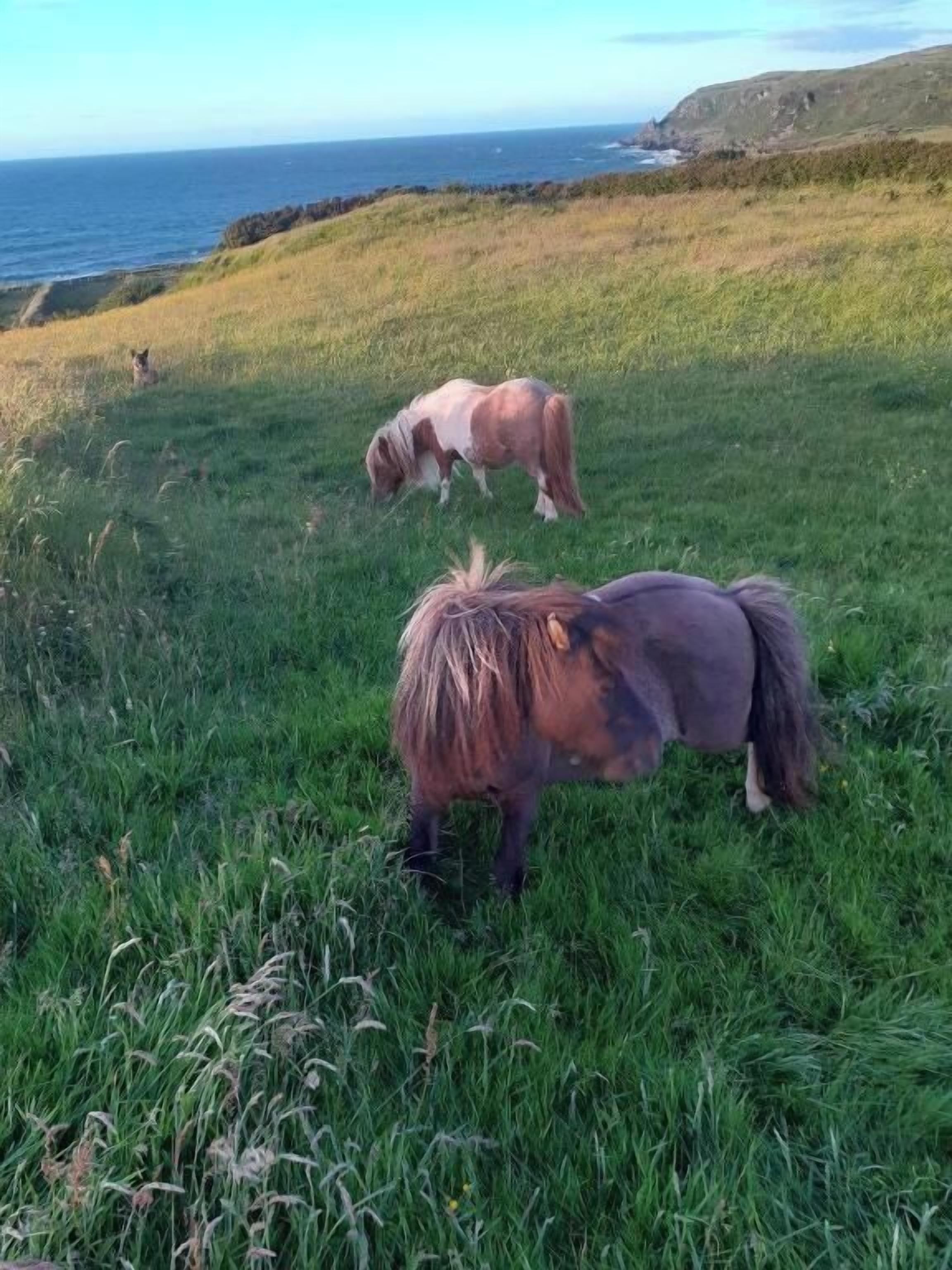 Un champ verdoyant où paissent deux chevaux, avec une vue sur la côte.