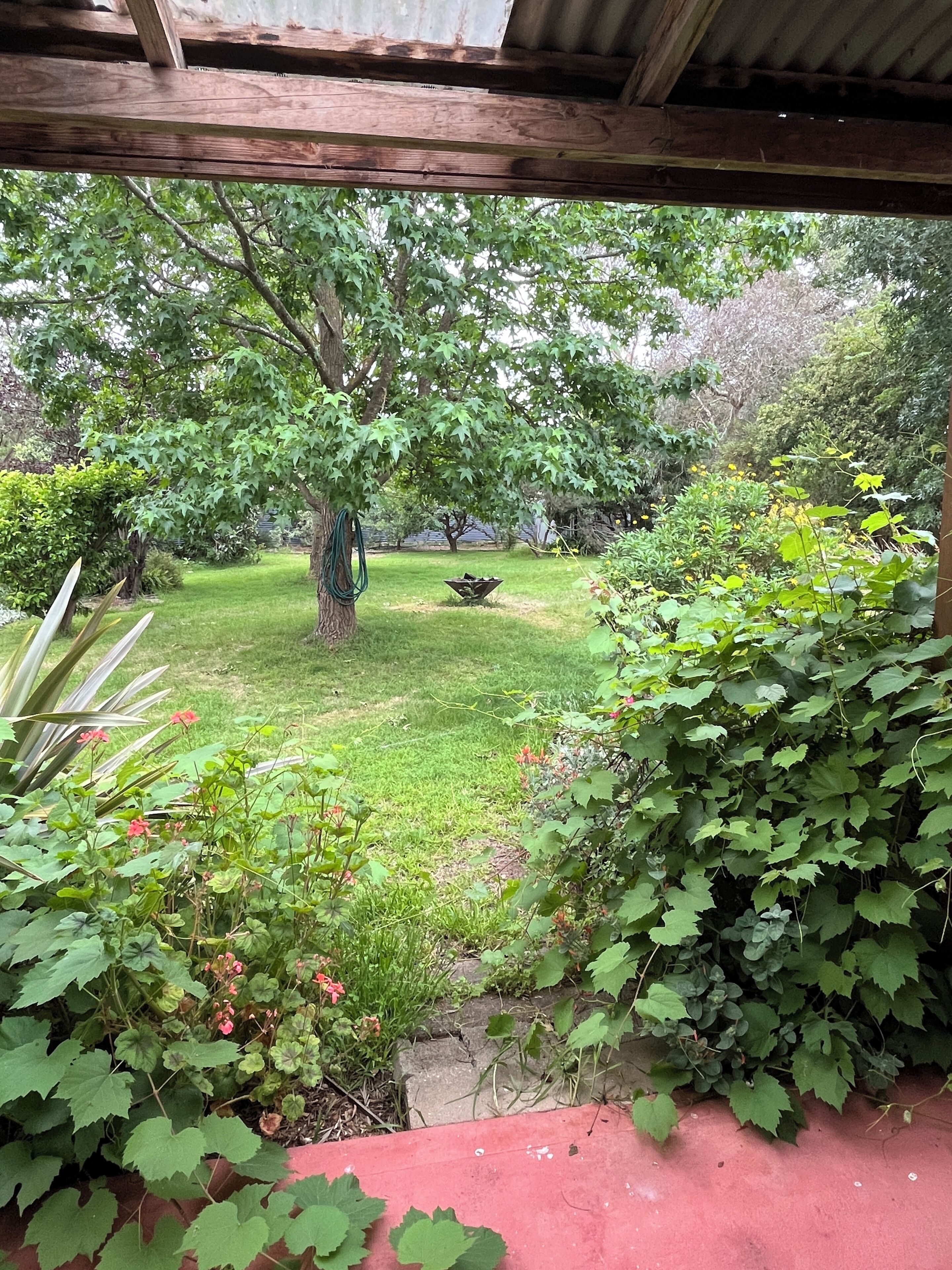 Ein Garten mit verschiedenen Pflanzen und einem Baum in der Mitte.