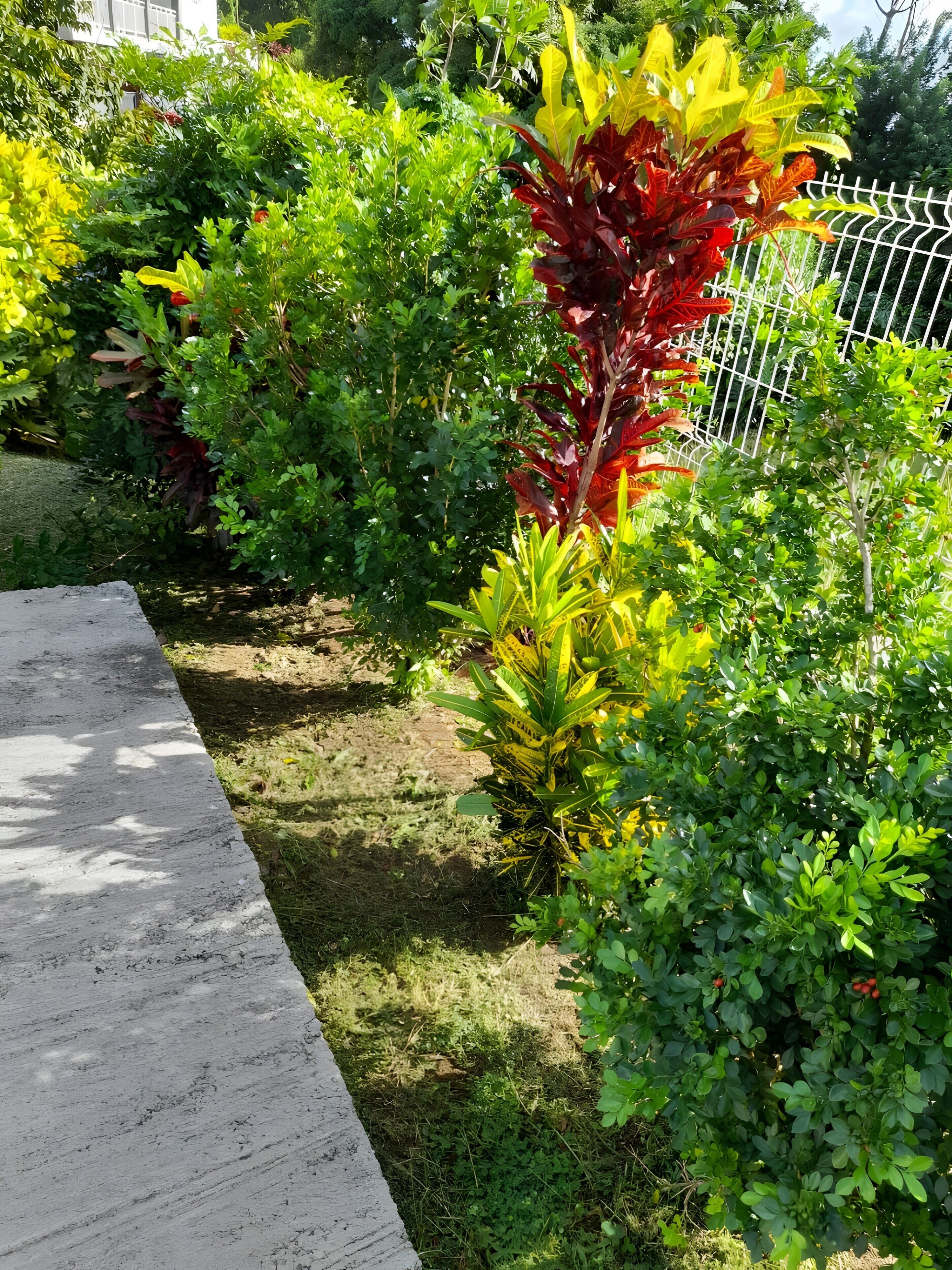 A garden with various plants and a concrete pathway.
