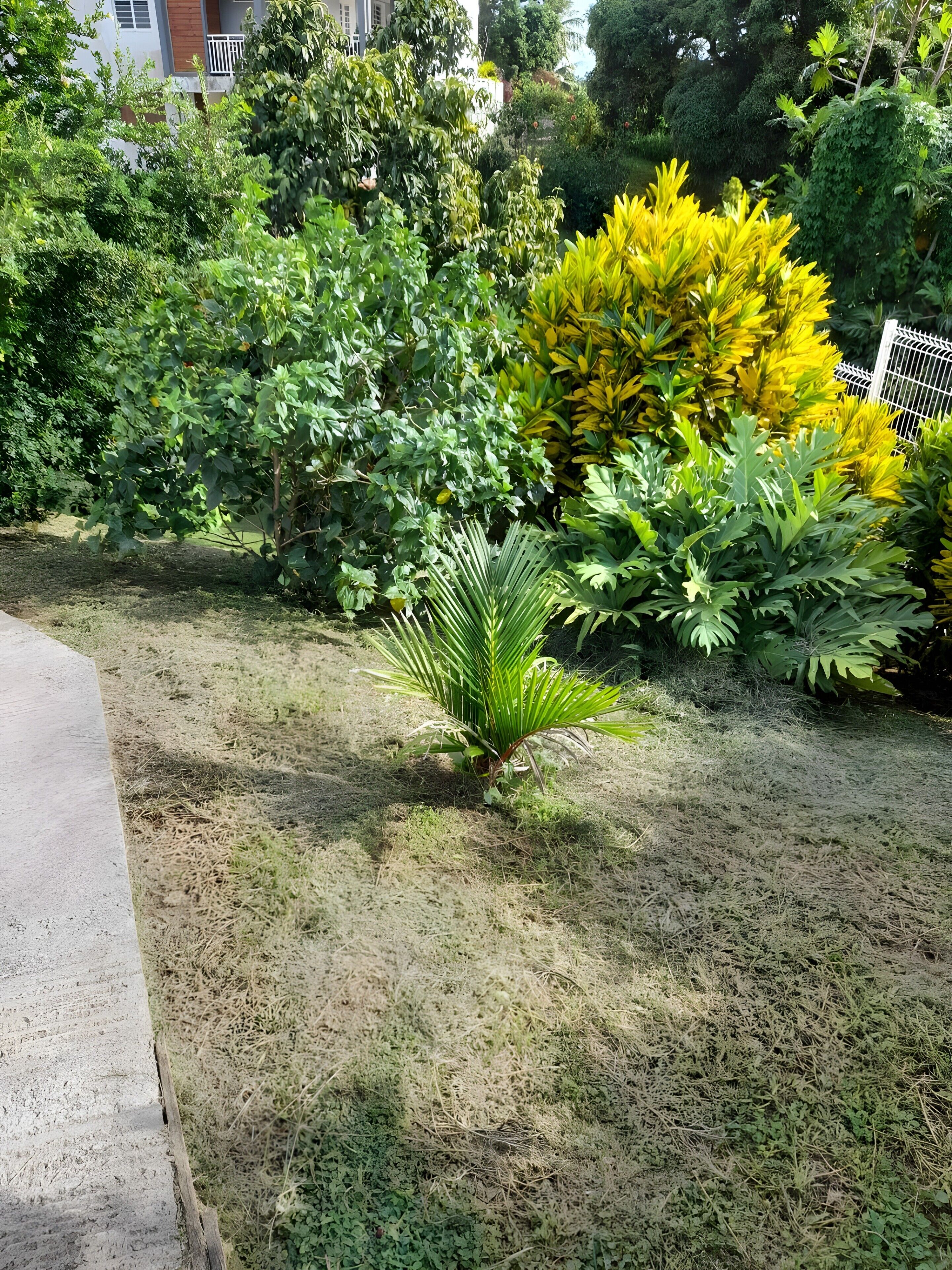 Un giardino con diverse piante e un vialetto in cemento.