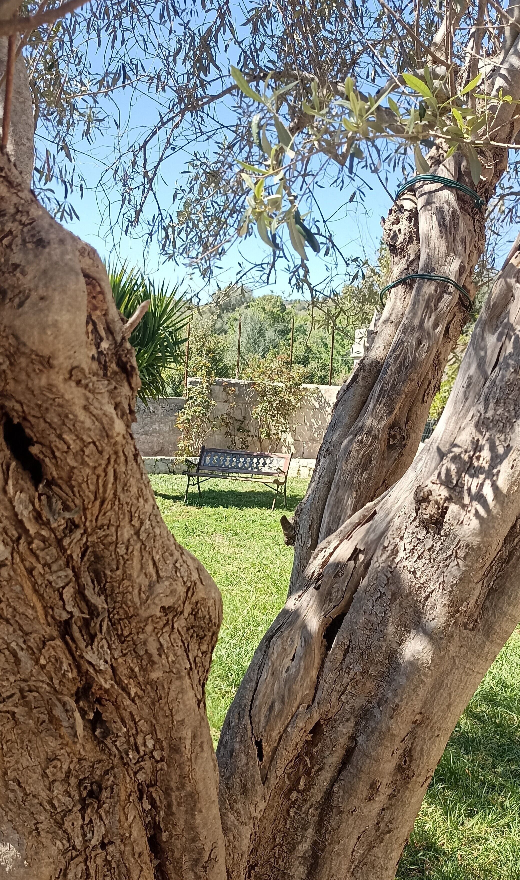 A tree with rough bark and green leaves, a bench, and a stone wall in the background.