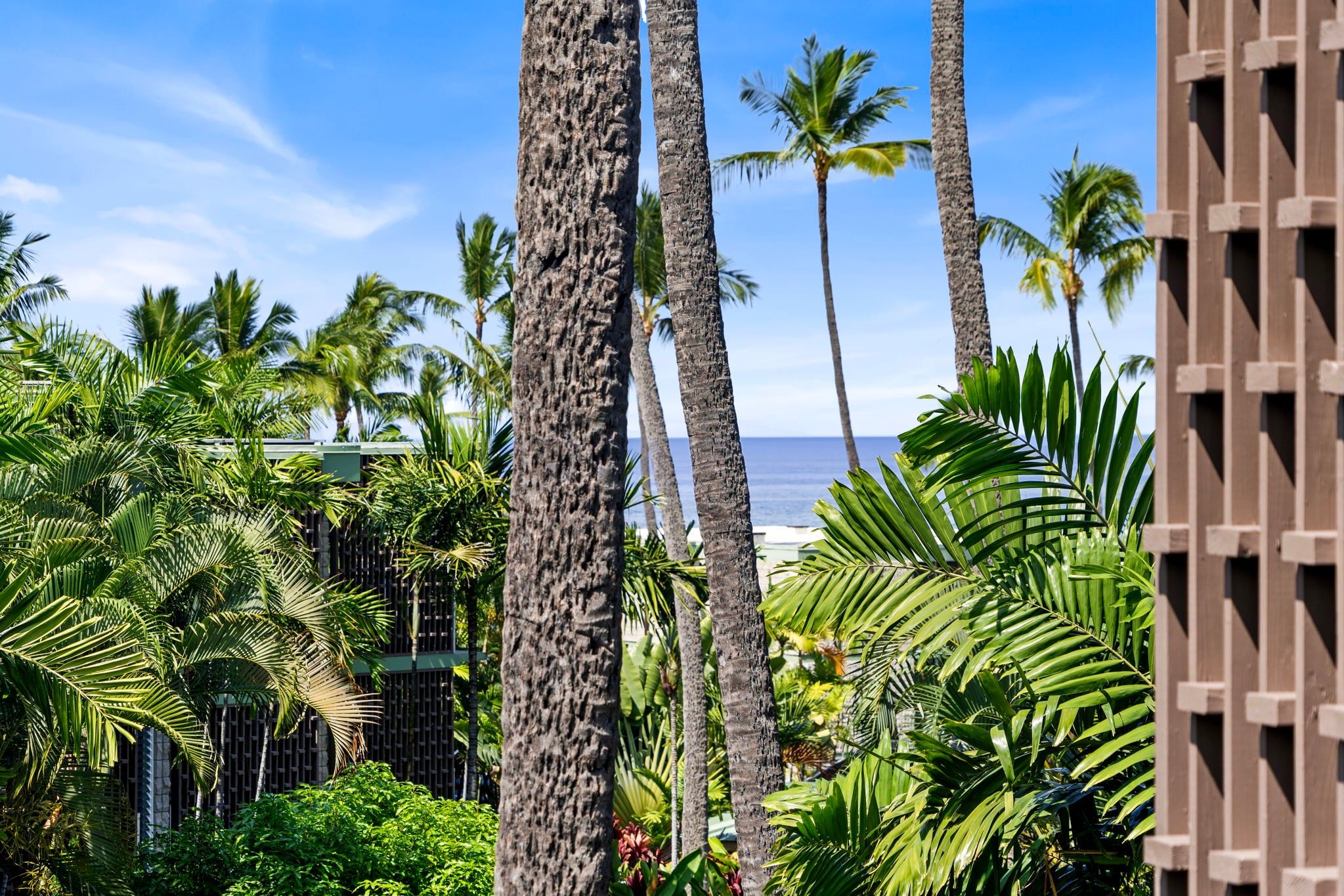 A tropical garden with palm trees and a view of the ocean.