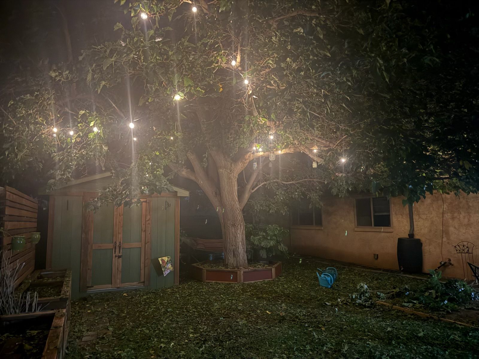 Uma árvore com luzes de cordão, um galpão de madeira e uma parede com janela.