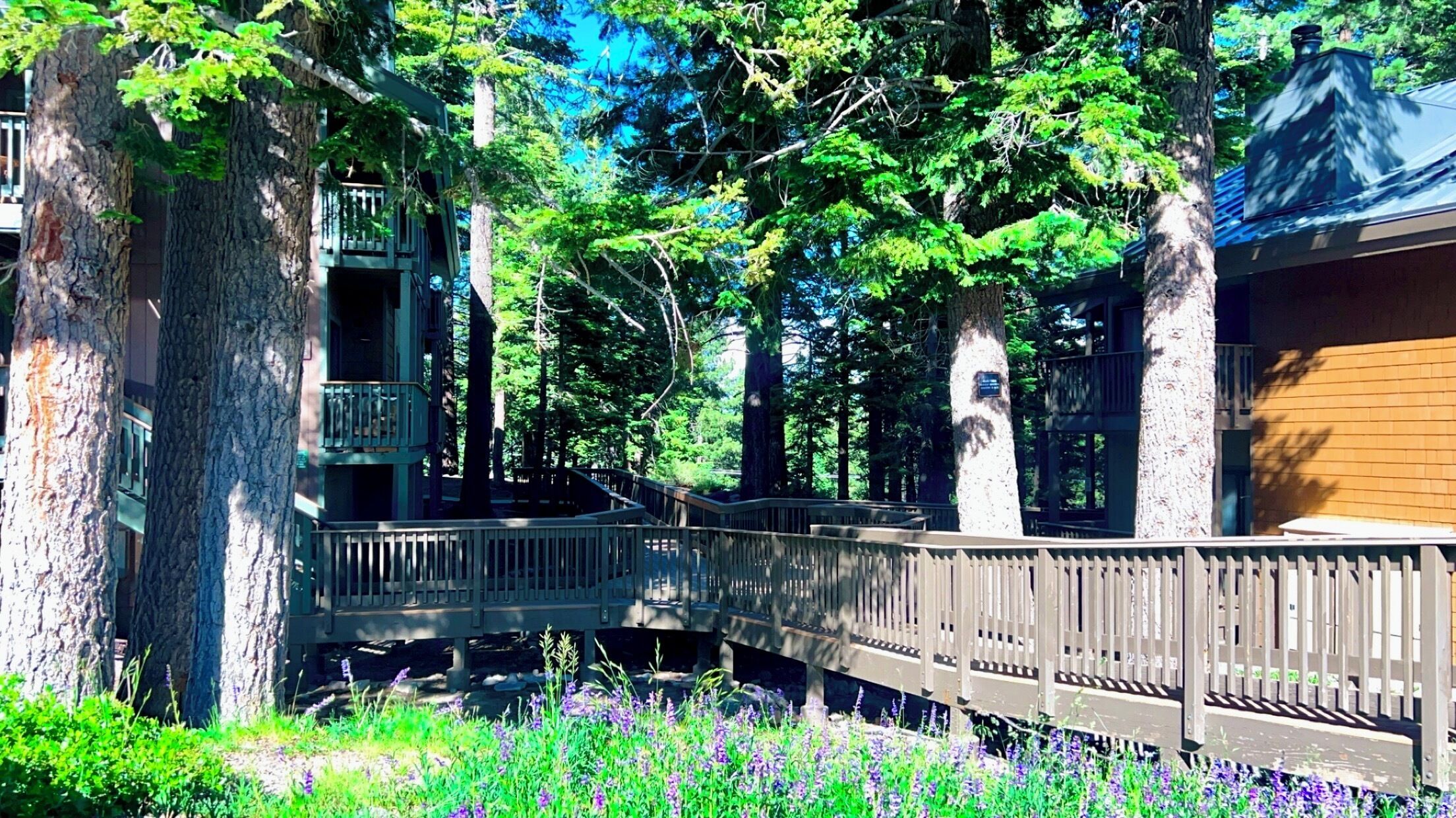A wooden deck connecting two buildings surrounded by trees and purple flowers.