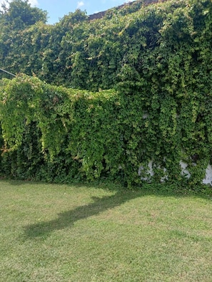 A grassy area with a dense hedge of green foliage.