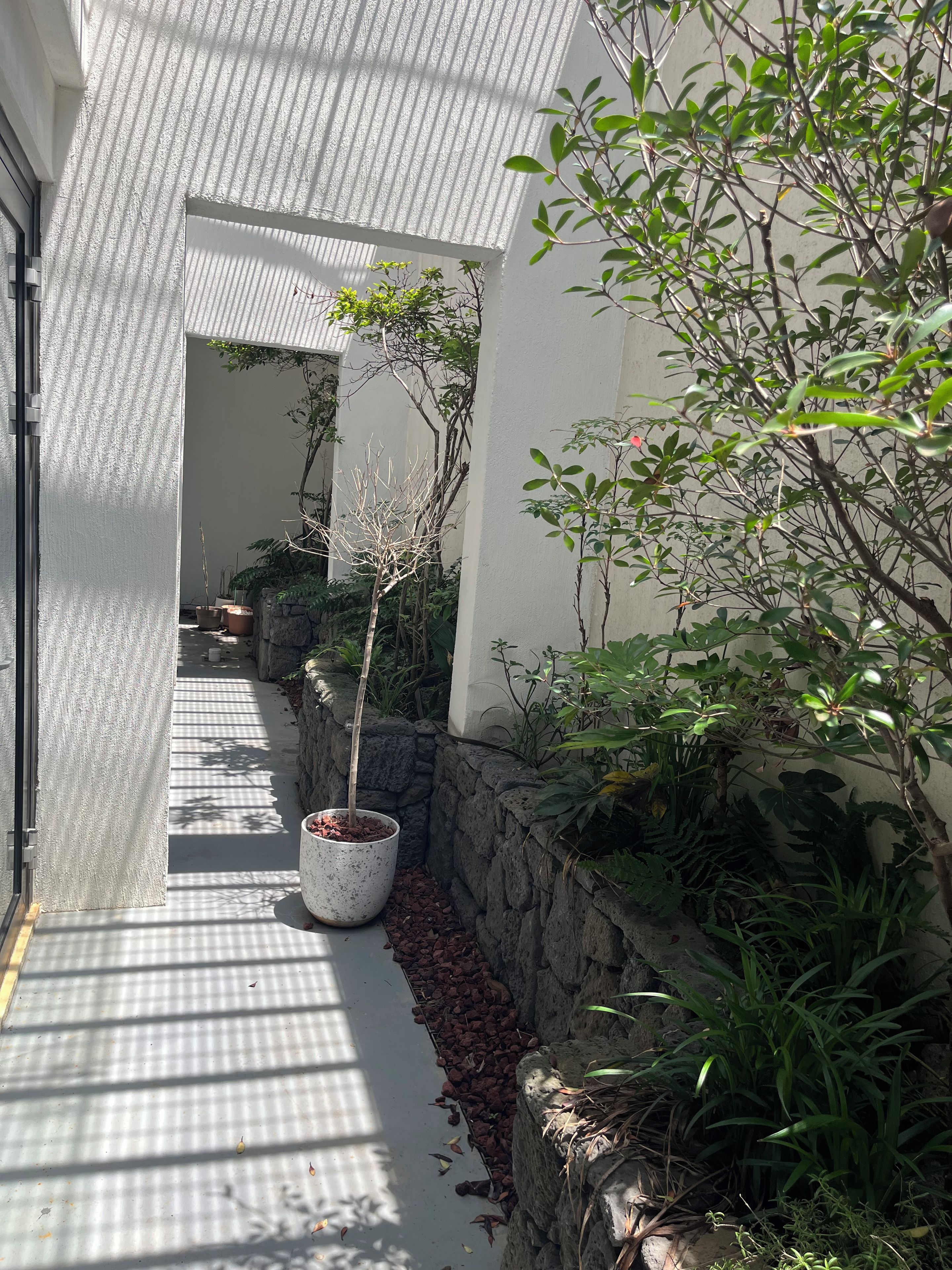 Un sendero estrecho bordeado por macetas con plantas y una pared de piedra, que lleva a la entrada de un edificio.