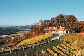 A vineyard with rows of grapevines and a building with a sloped roof. - Holiday apartment with 1 bedroom (St. Johann)