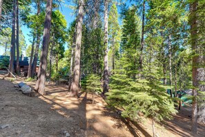 A forested area with tall trees and a dirt path.
