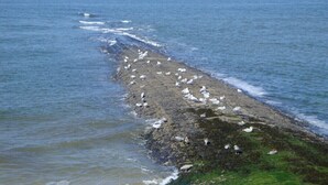 A rocky shoreline with birds. - Holiday apartment with 2 bedrooms (Baltrum)