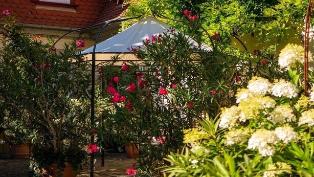 A garden with potted plants and a pergola structure. - Holiday apartment with 1 bedroom (Freinsheim)