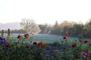 Un jardin avec différentes sortes de fleurs et, au fond, un champ.