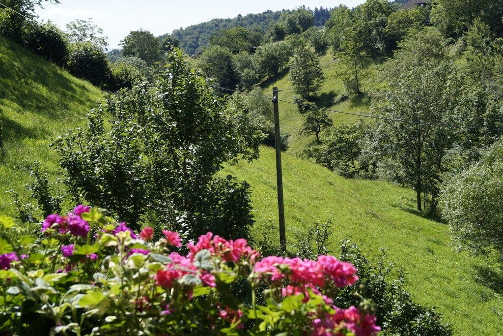 Üppige grüne Landschaft mit blauem Himmel, einer Stromleitung und verschiedenen Bäumen und Sträuchern.