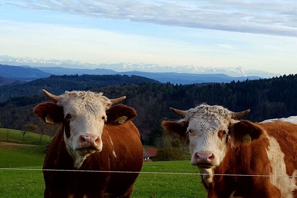 Zwei Kühe auf einer Wiese mit einer Berglandschaft im Hintergrund.