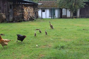 A rural setting with a barn, a fenced area, and a grassy field. - Forester's Lodge Apartment Tawny Owl (Burg)